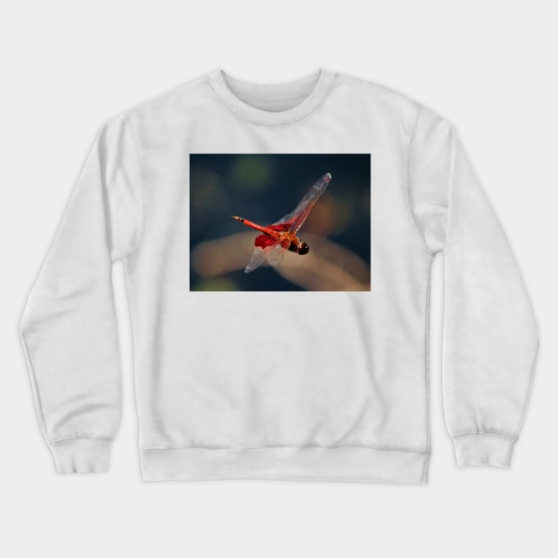 Red Skimmer In Mid-Air Crewneck Sweatshirt by Cynthia48